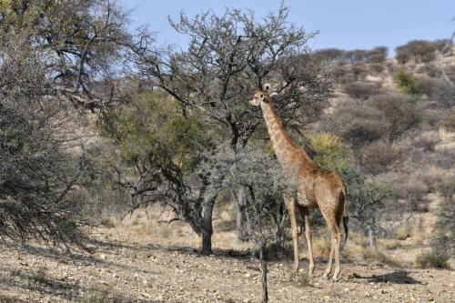 Girafe