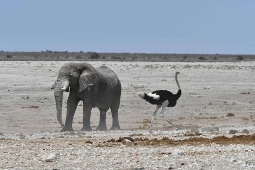 Elephant de savane et autruche