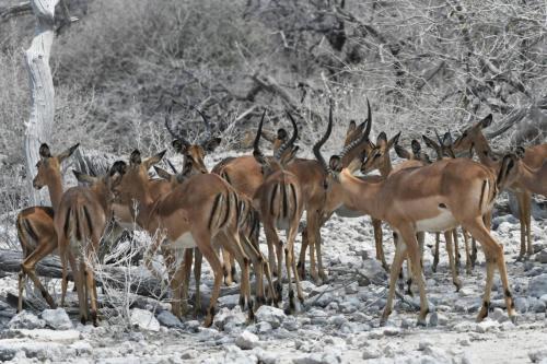 Impalas à face noire