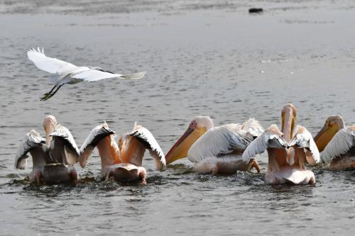 Pélicans blancs, aigrette garzette