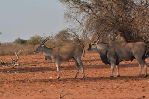 Elands du Cap