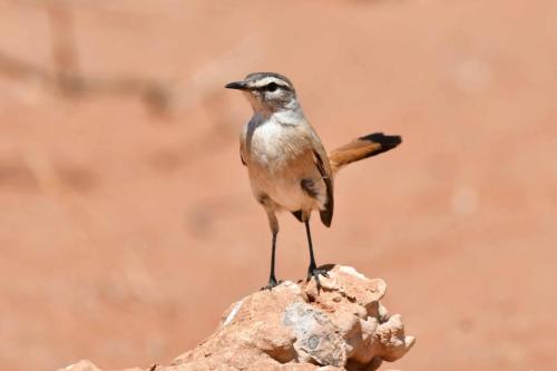 Agrobate du Kalahari