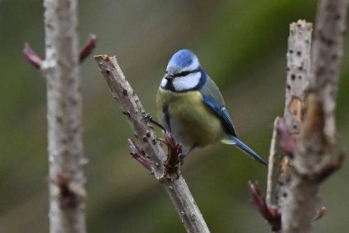 Mésange bleue