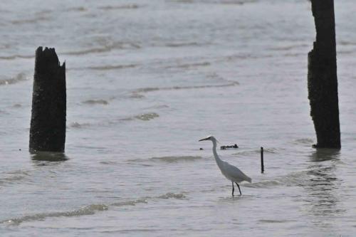 Aigrette de Chine