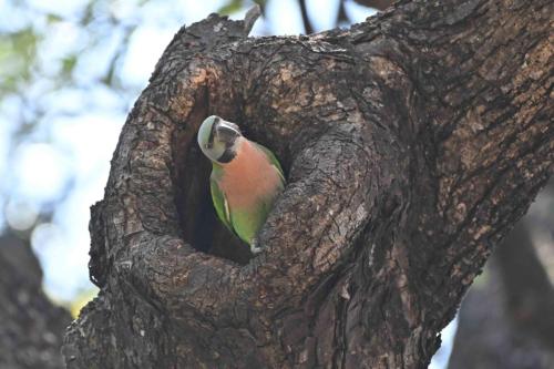 Perruche à moustaches
