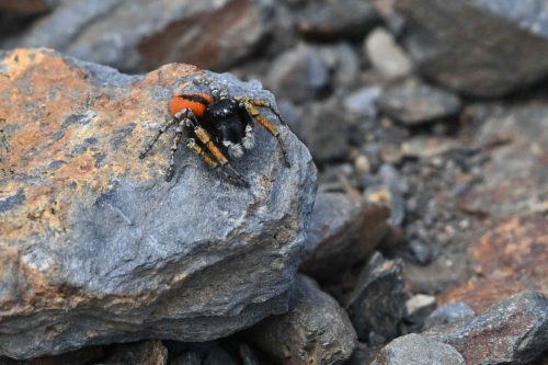 Saltique sanguinolent (Philaeus chrysops)