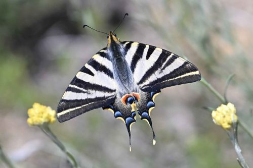 Voilier blanc (Iphiclides feisthamelii)