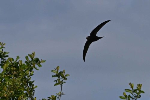 Martinet noir