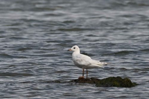 Mouette rieuse