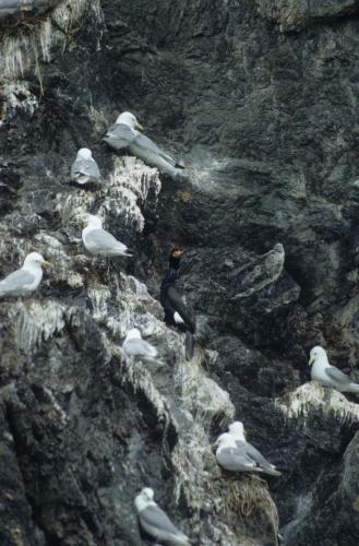 Mouettes tridactyles, Cormoran à face rouge