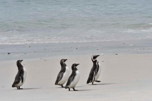 Manchots de Magellan