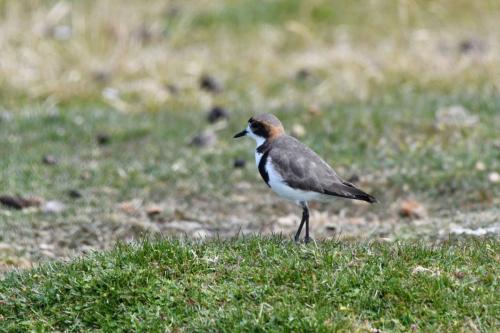 Gravelot des Falkland