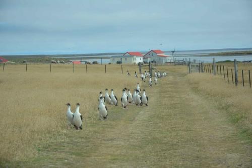 Arrivée à notre hébergement à Bleaker Island, Cormorans impériaux.