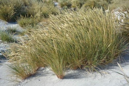 Marram Grass (Ammophila arenaria)