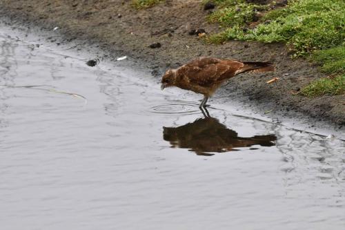 Caracara chimango