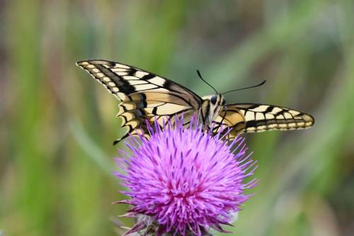 Machaon (Papilio machaon)