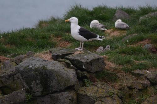 Goéland marin avec poussins