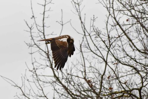 Busard des roseaux (femelle)