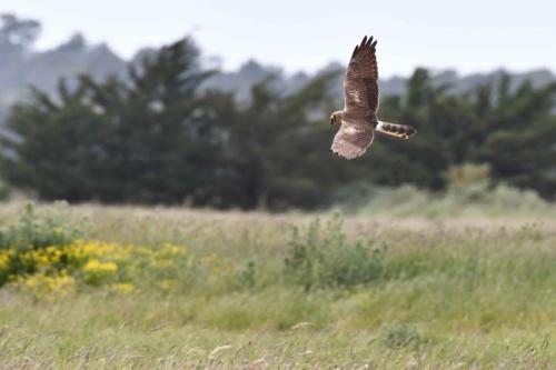 Busard cendré (femelle)