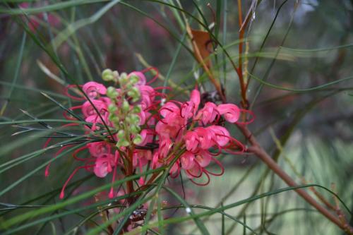 Jardin exotique de Ponteilla
