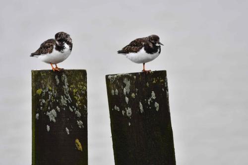 Tournepieres à collier