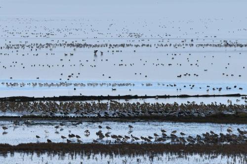 De Schorren, pluviers dorés, courlis cendrés, tadornes, canards ...