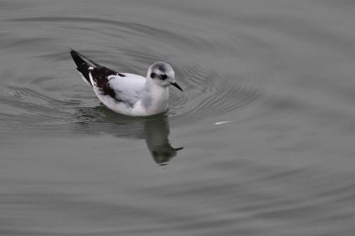 Mouette pygmée (1ère année)