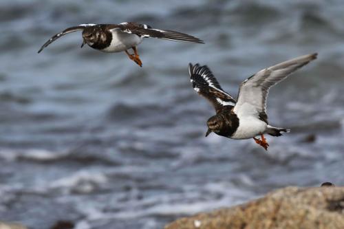Tournepierres à collier