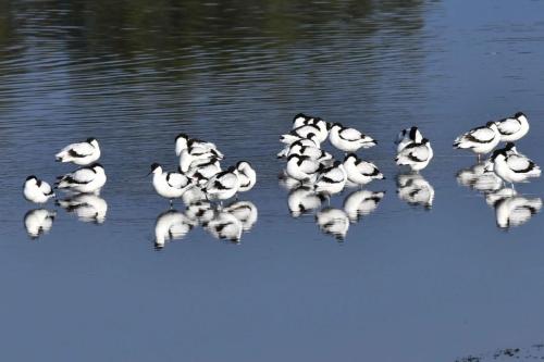 Avocettes élégantes