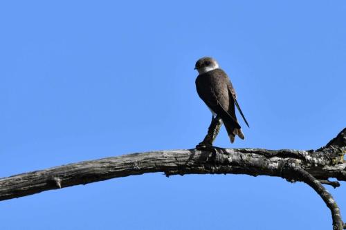 Hirondelle de rivage