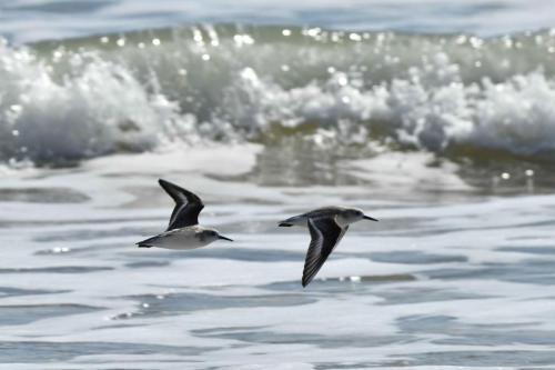 Bécasseaux sanderlings