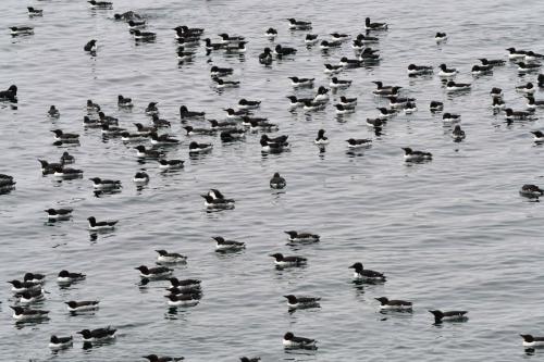 Guillemots de Troïl