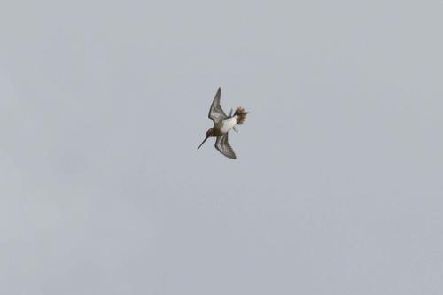 Bécassine des marais