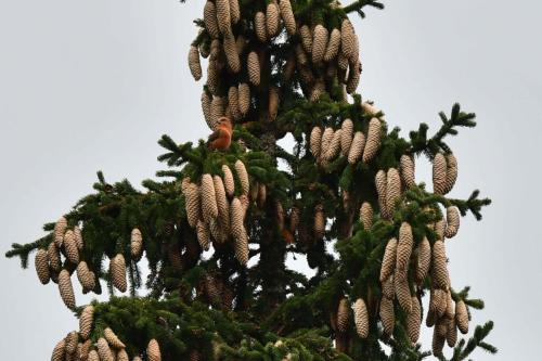 Bec-croisé des sapins