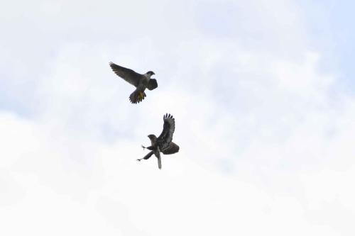 Faucon pélerin et buse variable