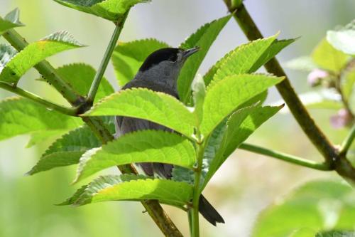 Fauvette à tête noire