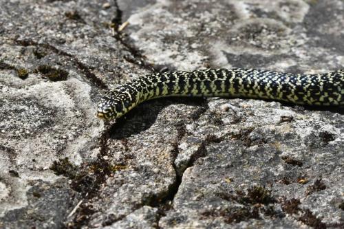 Couleuvre verte et jaune
