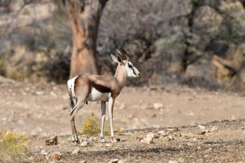 Springbok du Kalahari