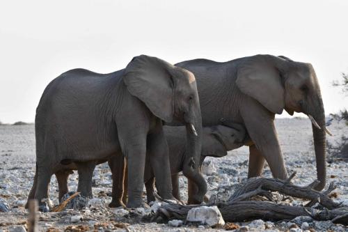 Elephants de savane
