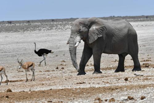 Elephant de savane, springboks, autruche