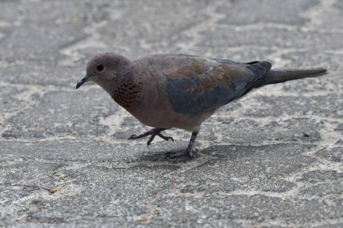 Tourterelle maillée