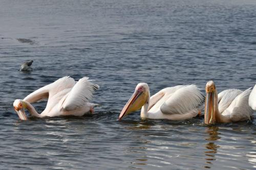 Pélicans blancs