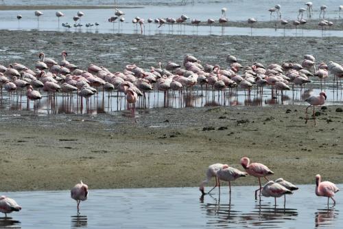Flamants nains