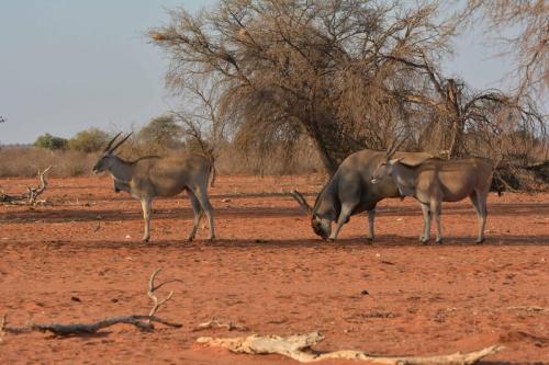 Elands du Cap