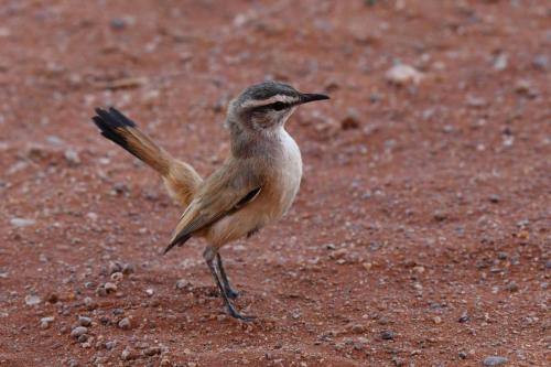 Agrobate du Kalahari