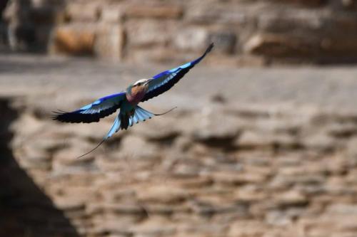 Rollier à longs brins