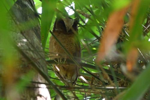 Petit-duc à front blanc