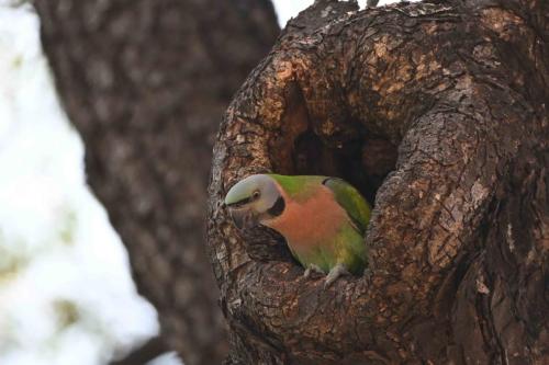 Perruche à moustaches