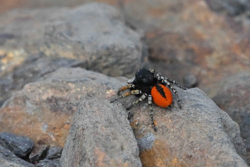 Saltique sanguinolent (Philaeus chrysops)