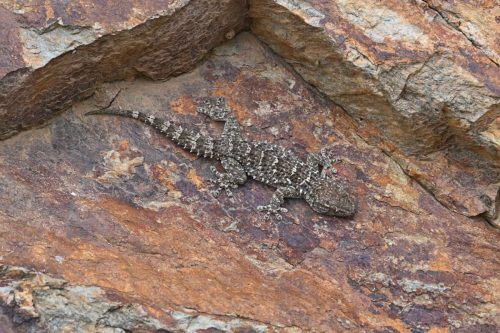 Tarente de Maurétanie